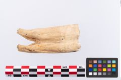Foto von Tierzahn (NHMW-PRAE-002291)